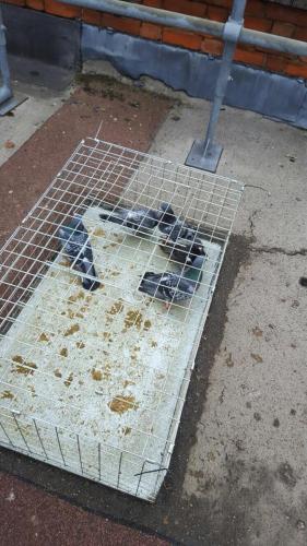 Trapping pigeons