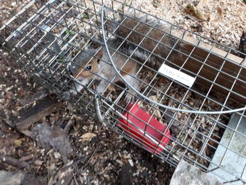 Trapping squirrel