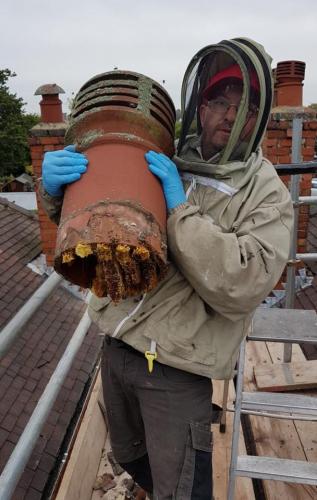 Bee removal in chimney
