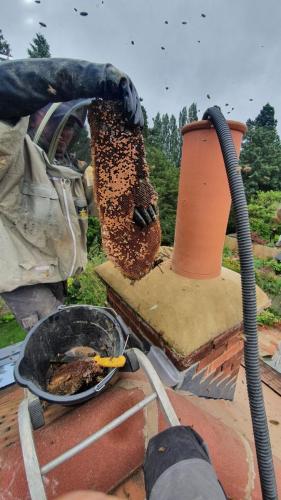 Bee removal job 